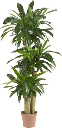 Picture of Nearly Natural 62IN Artificial Corn Stalk Dracaena Plant, Tall Fake Plant for Indoor Home Décor, Real Touch Faux Plant | Multi-Tonal Trunks, Maintenance-Free, Nursery Pot, Tall Faux Plant for Home Office and Living Room Decor