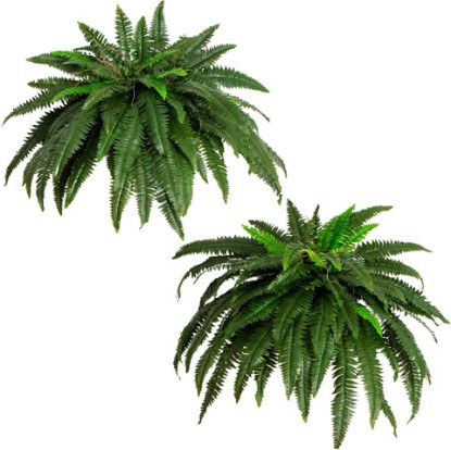Picture of Nearly Natural 48 in Artificial Boston Fern Hanging Plant (Set of 2) | Large Hanging Fake Plant, 67 Long Realistic Fronds, Maintenance-Free, Office and Home Decor