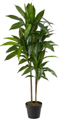 Picture of Nearly Natural 48 in Artificial Dracaena Real Touch Plant with Pot | Multi-Tonal Trunks, Large Indoor Silk Plant, Maintenance-Free, Living Room and Home Office Decor