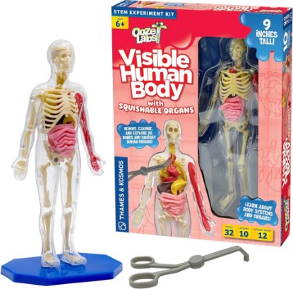 Picture of Thames & Kosmos Ooze Labs: Visible Human Body with Squishable Organs