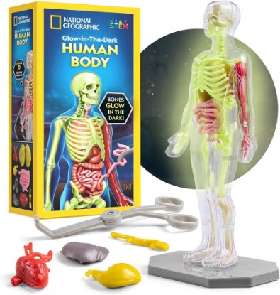 Picture of National Geographic Human Body Model for Kids 32-Piece Anatomy Set | Glow-in-the-Dark Bones, Organs & Muscles, Forceps and ID Chart, Anatomy and Physiology Learning, STEM Toy, Birthday Gift
