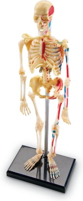 Picture of Learning Resources Skeleton Model | Science Classroom Must Haves, STEM Student Essentials, Practice Anatomy, Back to School