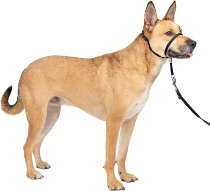 Picture of PetSafe Gentle Leader No Pull Dog Headcollar, Black, Medium | Veterinary Behaviorist-Designed No-Pull Headcollar Redirects Pulling Instinct, Padded Neoprene Nose Loop, Quick-Snap Fit