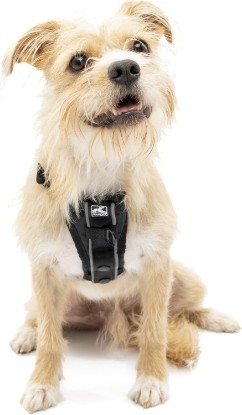 Picture of Kurgo Tru-Fit Smart Harness, Black, Small | Dog Walking Harness with Quick Release Buckles, Front & Back Leash Attachments, Reflective Trim, Includes Seatbelt Tether