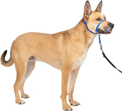 Picture of PetSafe Gentle Leader No Pull Dog Headcollar, Royal Blue, Medium | Veterinary Behaviorist-Designed No-Pull Headcollar Redirects Pulling Instinct, Padded Neoprene Nose Loop, Quick-Snap Fit