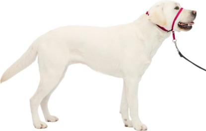 Picture of PetSafe Gentle Leader No Pull Dog Headcollar, Raspberry Pink, Large | Veterinary Behaviorist-Designed No-Pull Headcollar Redirects Pulling Instinct, Padded Neoprene Nose Loop, Quick-Snap Fit